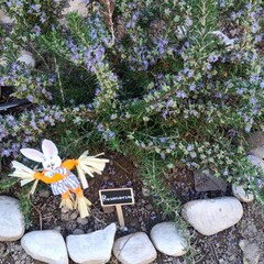 A San Ferdinando il ricordo di Gino Strada con l’inaugurazione dell’orto didattico e la piantumazione di un ulivo