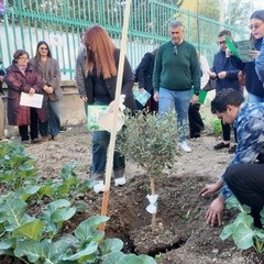 A San Ferdinando il ricordo di Gino Strada con l’inaugurazione dell’orto didattico e la piantumazione di un ulivo