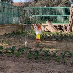 A San Ferdinando il ricordo di Gino Strada con l’inaugurazione dell’orto didattico e la piantumazione di un ulivo