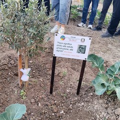 A San Ferdinando il ricordo di Gino Strada con l’inaugurazione dell’orto didattico e la piantumazione di un ulivo