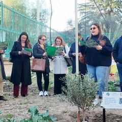 A San Ferdinando il ricordo di Gino Strada con l’inaugurazione dell’orto didattico e la piantumazione di un ulivo