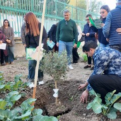 A San Ferdinando il ricordo di Gino Strada con l’inaugurazione dell’orto didattico e la piantumazione di un ulivo