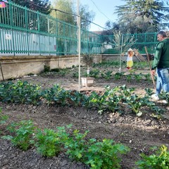 A San Ferdinando il ricordo di Gino Strada con l’inaugurazione dell’orto didattico e la piantumazione di un ulivo