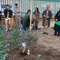 A San Ferdinando il ricordo di Gino Strada con l’inaugurazione dell’orto didattico e la piantumazione di un ulivo