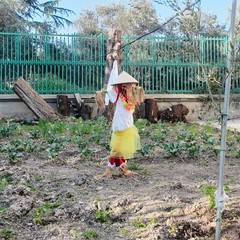 A San Ferdinando il ricordo di Gino Strada con l’inaugurazione dell’orto didattico e la piantumazione di un ulivo