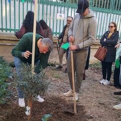 A San Ferdinando il ricordo di Gino Strada con l’inaugurazione dell’orto didattico e la piantumazione di un ulivo