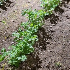 A San Ferdinando il ricordo di Gino Strada con l’inaugurazione dell’orto didattico e la piantumazione di un ulivo