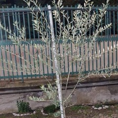 A San Ferdinando il ricordo di Gino Strada con l’inaugurazione dell’orto didattico e la piantumazione di un ulivo