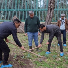 A San Ferdinando il ricordo di Gino Strada con l’inaugurazione dell’orto didattico e la piantumazione di un ulivo