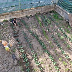 A San Ferdinando il ricordo di Gino Strada con l’inaugurazione dell’orto didattico e la piantumazione di un ulivo