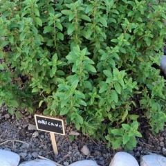 A San Ferdinando il ricordo di Gino Strada con l’inaugurazione dell’orto didattico e la piantumazione di un ulivo