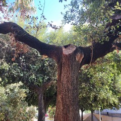 A San Ferdinando di Puglia caduto l'enorme ramo di una quercia
