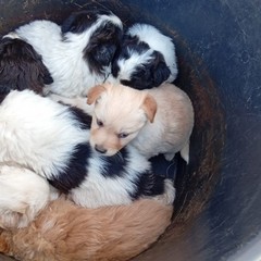 A San Ferdinando ennesimo caso di abbandono di animali