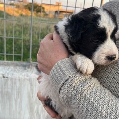 A San Ferdinando ennesimo caso di abbandono di animali