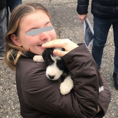 A San Ferdinando i cuccioli della bagnarola trovano casa