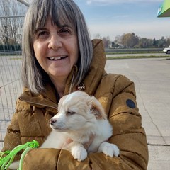 A San Ferdinando i cuccioli della bagnarola trovano casa