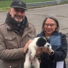 A San Ferdinando i cuccioli della bagnarola trovano casa