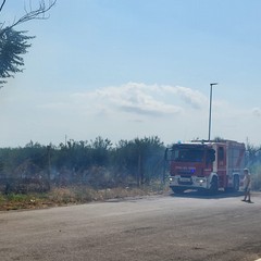 A San Ferdinando di Puglia incendiate sterpaglie presso la zona San Tommaso