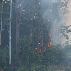 A San Ferdinando di Puglia incendiate sterpaglie presso la zona San Tommaso