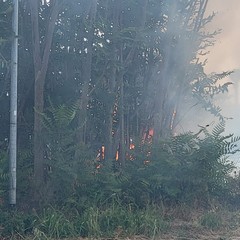 A San Ferdinando di Puglia incendiate sterpaglie presso la zona San Tommaso