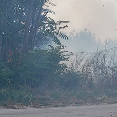 A San Ferdinando di Puglia incendiate sterpaglie presso la zona San Tommaso