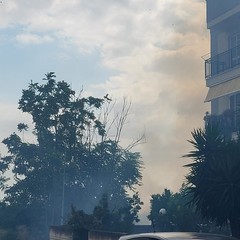 A San Ferdinando di Puglia incendiate sterpaglie presso la zona San Tommaso