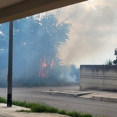 A San Ferdinando di Puglia incendiate sterpaglie presso la zona San Tommaso