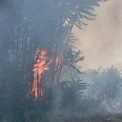 A San Ferdinando di Puglia incendiate sterpaglie presso la zona San Tommaso