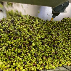 La produzione dell'olio extravergine d'oliva