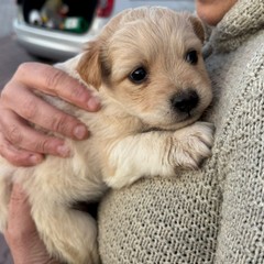 A San Ferdinando ennesimo caso di abbandono di animali