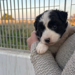 A San Ferdinando ennesimo caso di abbandono di animali