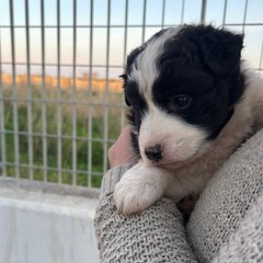 A San Ferdinando ennesimo caso di abbandono di animali