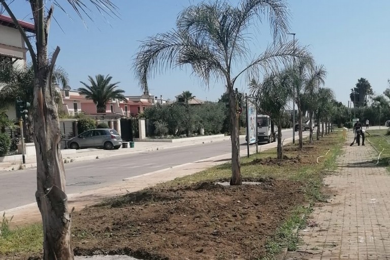 San Ferdinando di Puglia, nuovi alberi piantumati