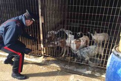 Cani malnutriti e feriti, scoperto a San Ferdinando di Puglia un canile abusivo