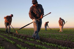 Agricoltura pugliese senza manodopera, l'allarme di CIA Puglia