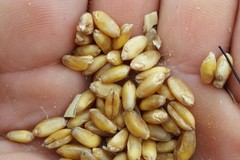La battaglia del grano nei terreni dei produttori locali