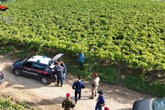 Carabinieri in azione a San Ferdinando di Puglia: 14 lavoratori in nero