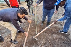 A San Ferdinando di Puglia messi a dimora due alberi d’ulivo