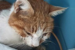 È morto Leone 2, il gatto ferito con i petardi a San Ferdinando
