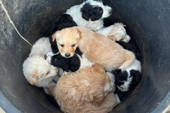 A San Ferdinando ennesimo caso di abbandono di animali - FOTO