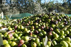 Furto di olive in contrada Piscina: 40enne di San Ferdinando arrestato