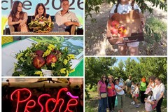 La 'pesca ferita' diventa la protagonista dell'edizione di Peschè 2026 - FOTO