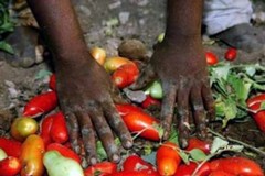 «Le mani dei contadini patrimonio dell'UNESCO», Vazapp lancia la petizione