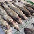 Prodotti ittici: in Puglia stranieri 8 pesci su 10 consumati