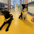 I cani da Pet Therapy di San Ferdinando allietano la degenza negli hospice