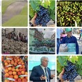 Agricoltura, la Puglia in un anno ha perso 2.233 imprese