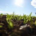 Coldiretti: «Sos semine, raddoppiato il costo dei fertilizzanti»