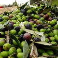 Raccoglieva le olive in un terreno non suo, arrestato 19enne incensurato