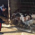Cani malnutriti e feriti, scoperto a San Ferdinando di Puglia un canile abusivo