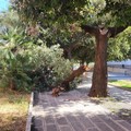 A San Ferdinando di Puglia caduto l'enorme ramo di una quercia